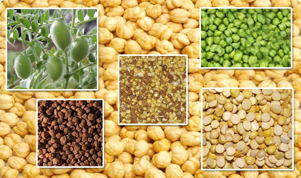 CMS Agro Foods, Food suppliers in South India, Roasted Bengal Gram